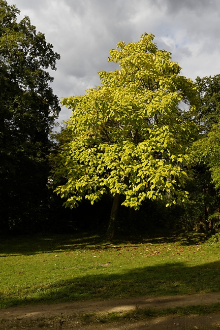 JAT (Jardin d'Agronomie Tropicale)-041